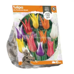 Baltus Tulipa Lily Flowered Mixed tulpen bloembollen per 10 stuks